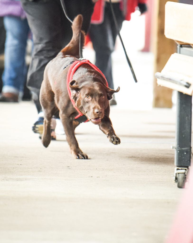 Unleash your dog's inner detective: Enroll in a nose-work class! – Sunriver  Area Chamber of Commerce